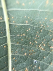 Pucciniales