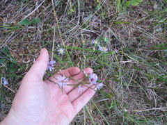 Symphyotrichum laeve concinnum
