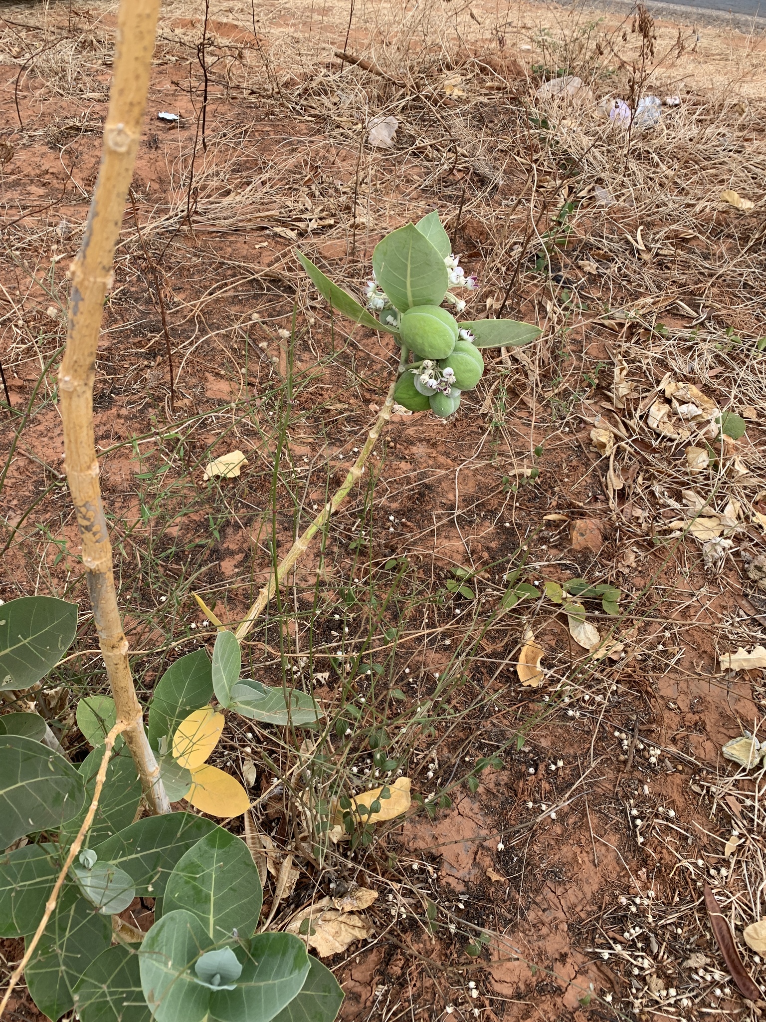 Calotropis procera