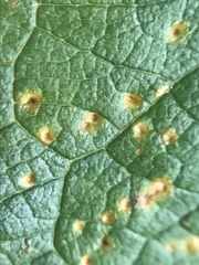Pucciniales