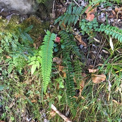 Polystichum nepalense