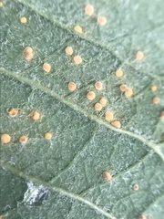 Pucciniales
