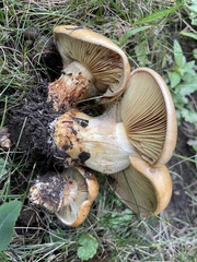 Cortinarius caryae