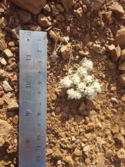 Gomphrena caespitosa