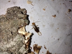 Chelidurella
