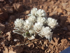 Gomphrena caespitosa