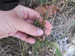 Hypericum sphaerocarpum