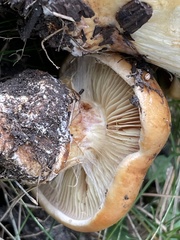 Cortinarius caryae