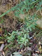 Medicago sativa