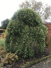 Salix