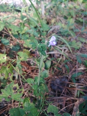 Scutellaria integrifolia
