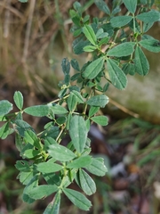 Medicago sativa