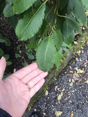 Salix