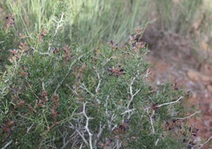 Psorothamnus arborescens pubescens
