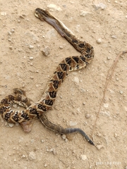 Crotalus culminatus