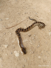 Crotalus culminatus