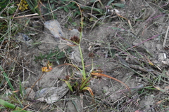 Cyperus orthostachyus