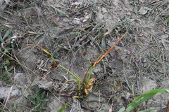 Cyperus orthostachyus