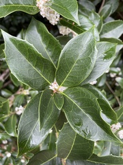 Osmanthus heterophyllus