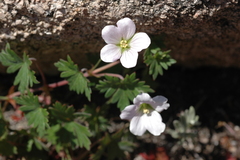 Geranium