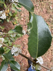 Osmanthus heterophyllus