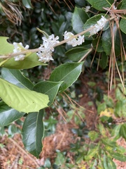 Osmanthus heterophyllus