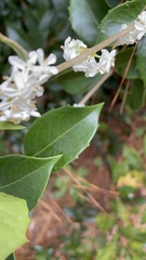 Osmanthus heterophyllus