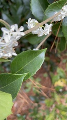 Osmanthus heterophyllus