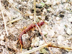 Scolopocryptops ferrugineus
