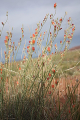 Sphaeralcea leptophylla