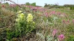 Castilleja citrina
