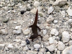 Sphaerodactylus argus