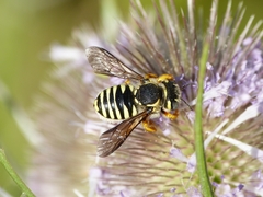 Trachusa