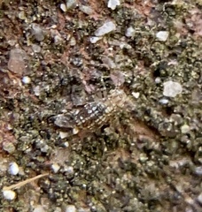 Cerobasis