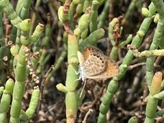 Brephidium pseudofea