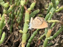 Brephidium pseudofea