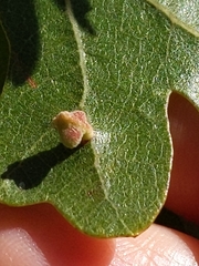 Atrusca clavuloides