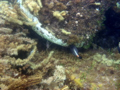 Meuschenia flavolineata