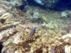 Meuschenia flavolineata