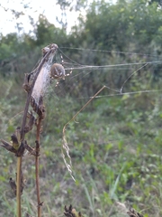 Araneus quadratus