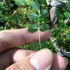 Astragalus nokoensis