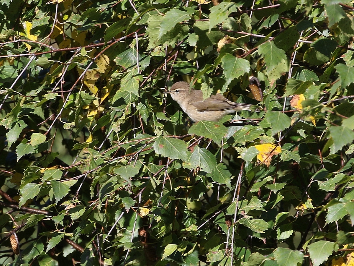 Phylloscopus sindianus lorenzii (T.Lorenz, 1887)