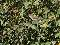 Phylloscopus sindianus lorenzii