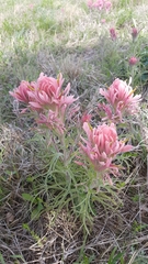Castilleja citrina