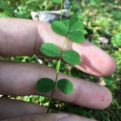 Astragalus nokoensis