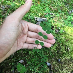 Astragalus nokoensis