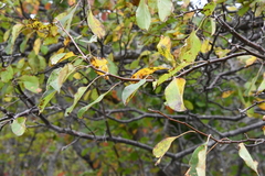 Malus mandshurica