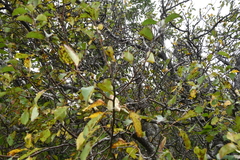 Malus mandshurica