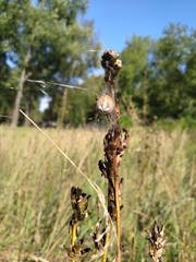 Araneus quadratus