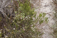 Trichocephalus stipularis